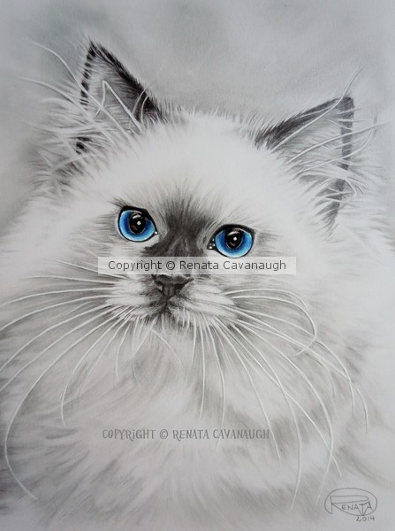 Pretty kitty