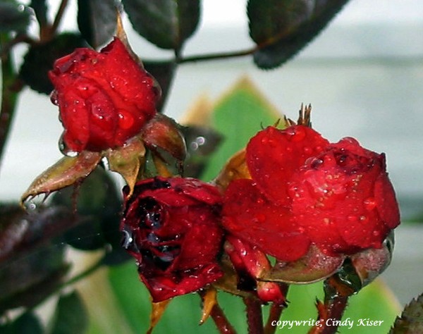 Weeping Roses