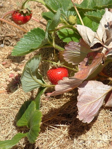 Strawberries