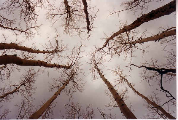 Look Up