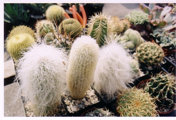 Cactus
