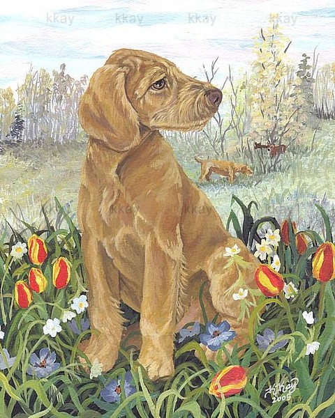 Wirehaired Vizsla Puppy Dreamer