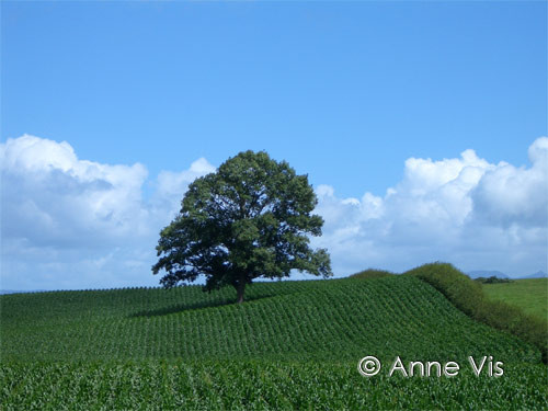 Fertile soil