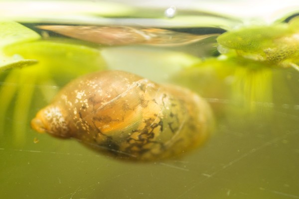 Pond Snail