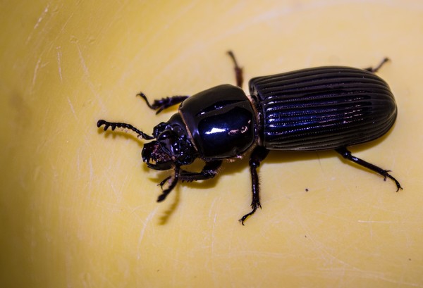 Beetle (9)