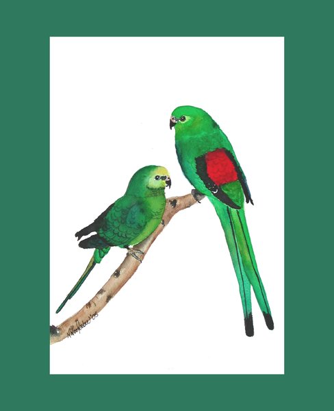 Aussy Parakeets