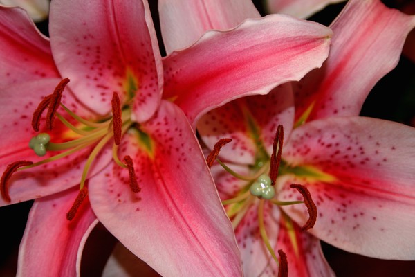 Lilies