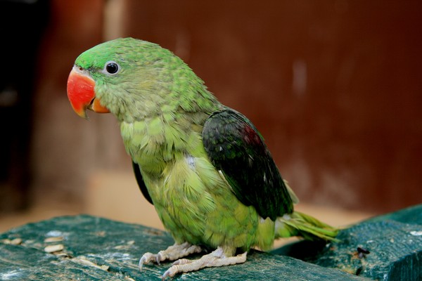 Green Parrot