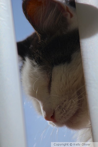 cat in window