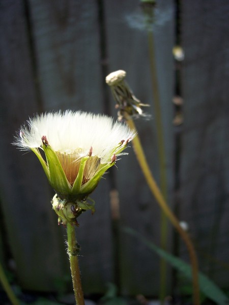 DandeSeed in The Sun