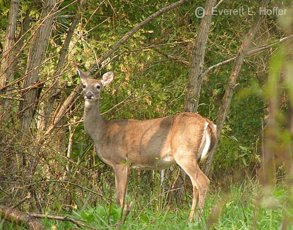 Young Doe