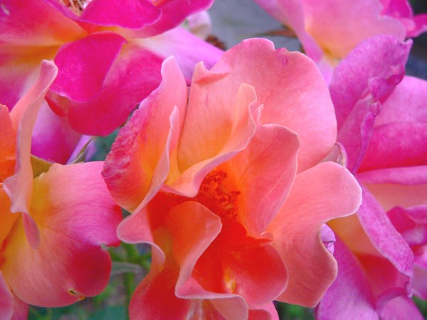 Roses 1