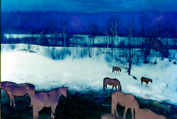 vermont horses