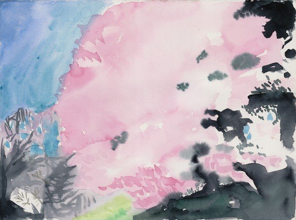 Cherry Blossoms
