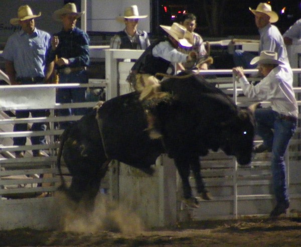 Cowboy Riding a Bull
