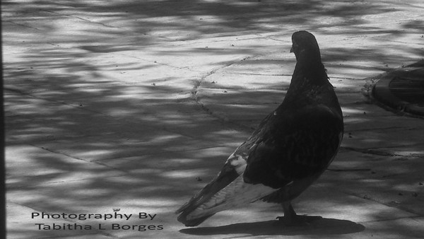 Pigeon's Days