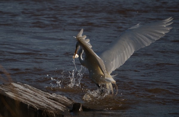 The Catch