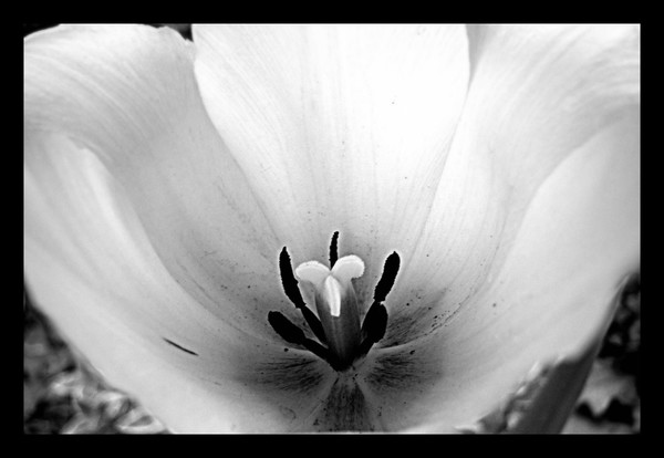 For Steve..