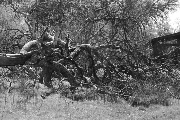 Motherload Tree Grayscale