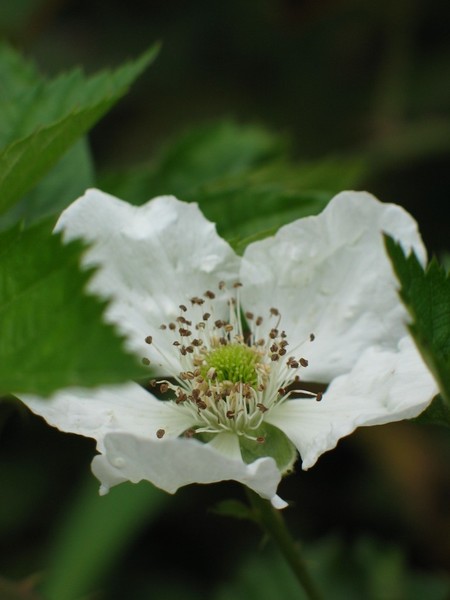 LA FLOR DE LA MORA . 2