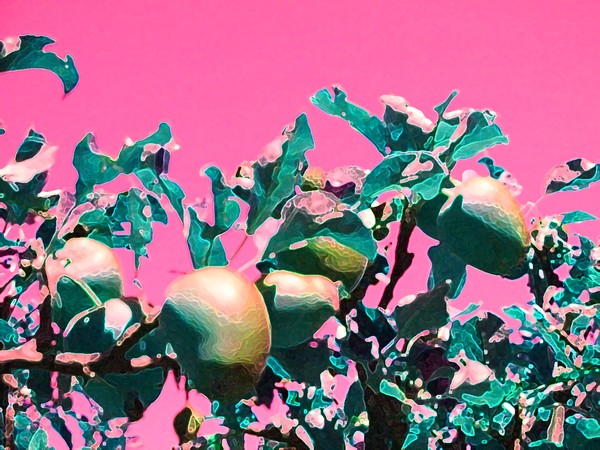 LAS MANZANAS