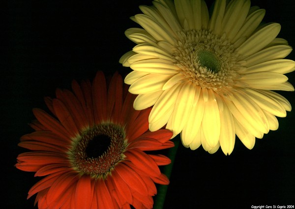 Gerber Daisies