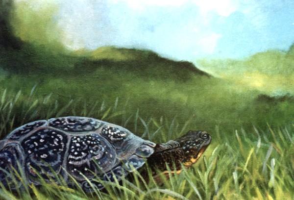 Turtle's View