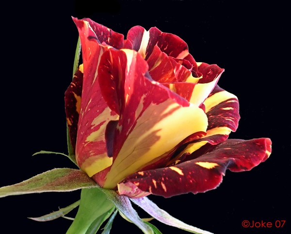 AN ROSE FOR LES JOBES