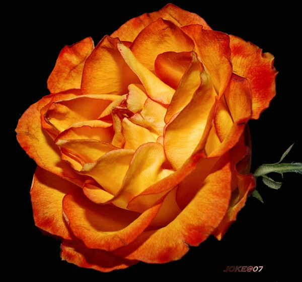 Weekend rose
