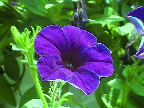 Spring