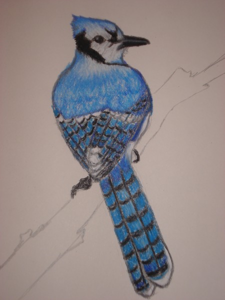 Jays