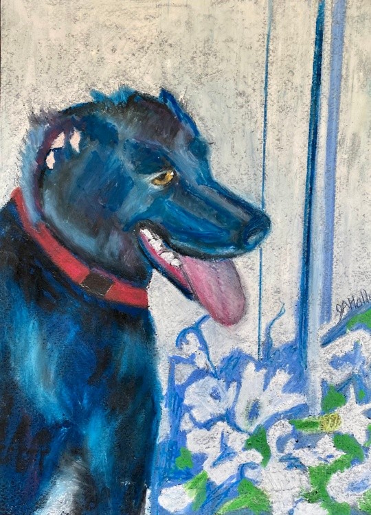 Serius Black our dog