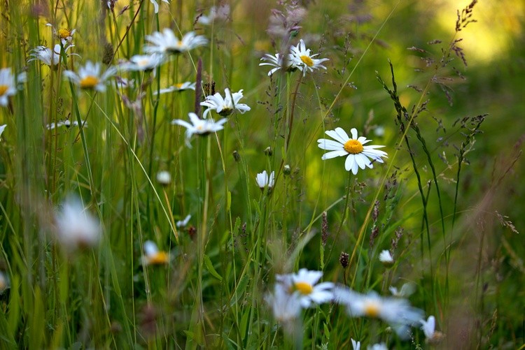 Daisy