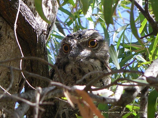 Frogmouth Baby