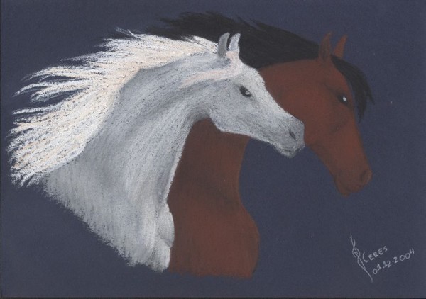 White and brown Arabian