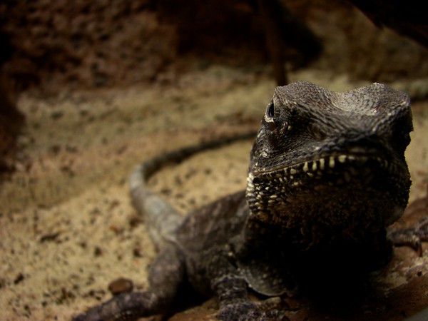 Lizard