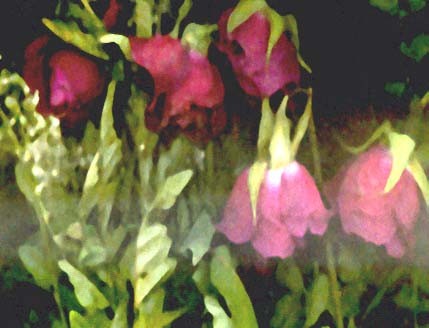rose scan