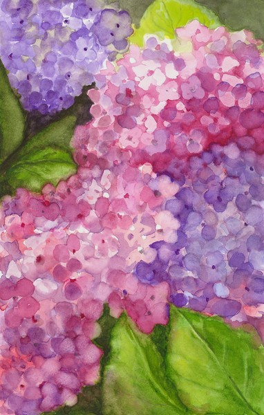 Hydrangea