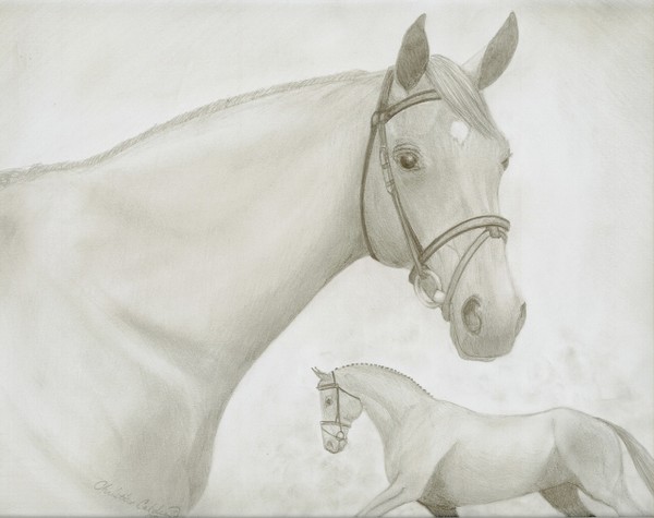 Virgil ~  Warmblood Portrait