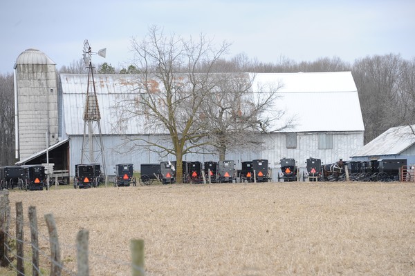 Amish Buggies