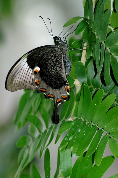Spotted Butterfly