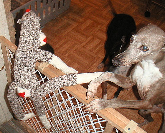 Sock Monkey Escapes!
