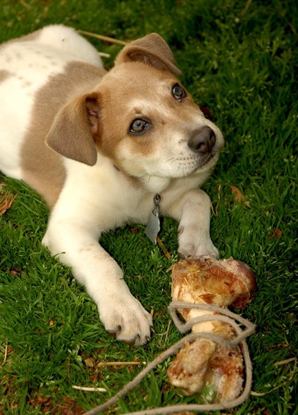 Puppy and his bone