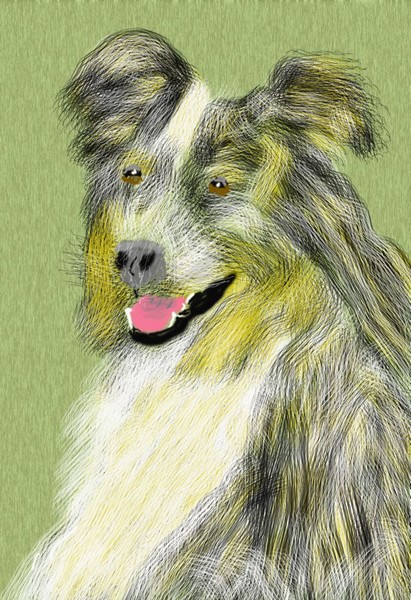 O256 Collie