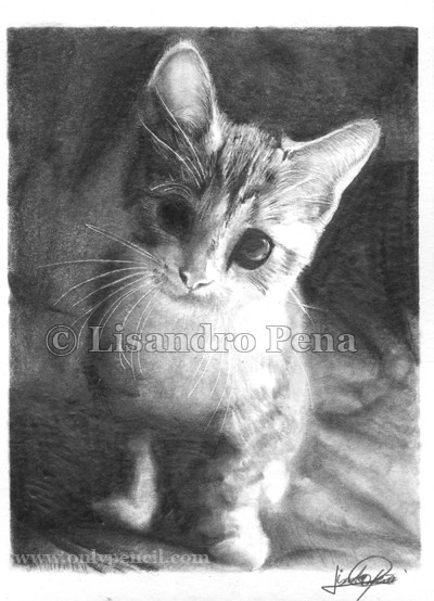 Kitten #2