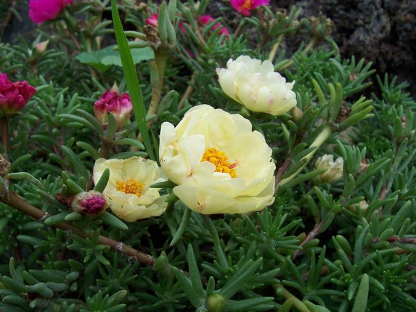 Flora2