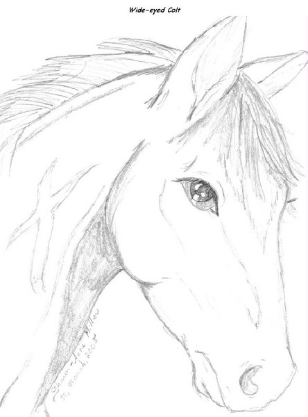 wide eyed colt