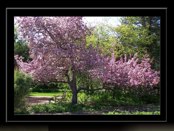 Beauty In The Garden