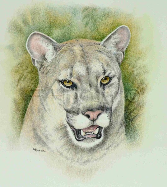 Puma (mountain lion)
