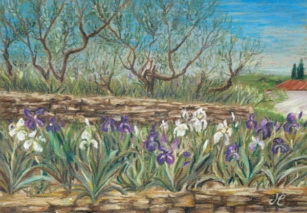 Olive Grove